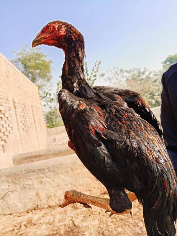 Pure long hight sindhi aseel pathe for sale 13