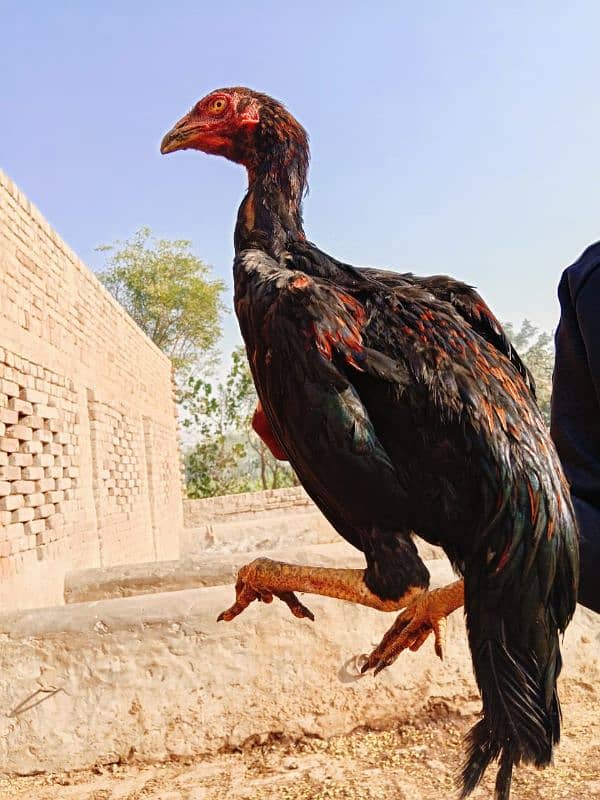 Pure long hight sindhi aseel pathe for sale 14