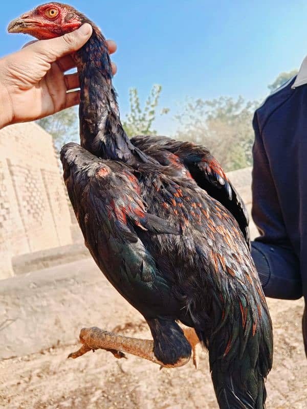 Pure long hight sindhi aseel pathe for sale 15