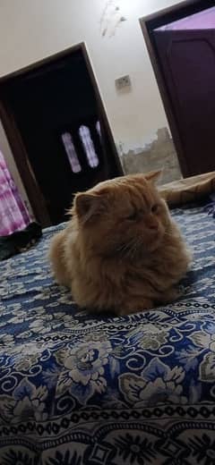 persian cat hn