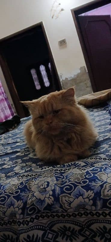 persian cat hn 1