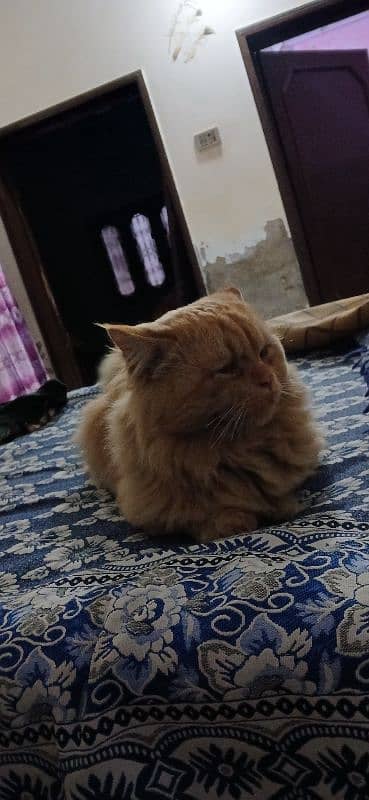 persian cat hn 2