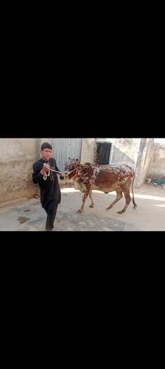 cow pure cholistani 03075393493