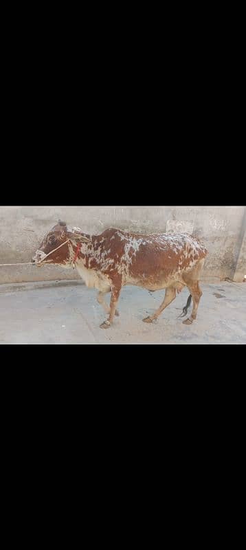 cow pure cholistani 03075393493 1