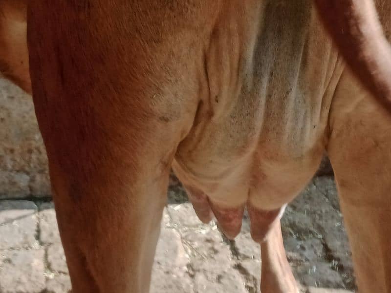 cow pure cholistani 03075393493 4