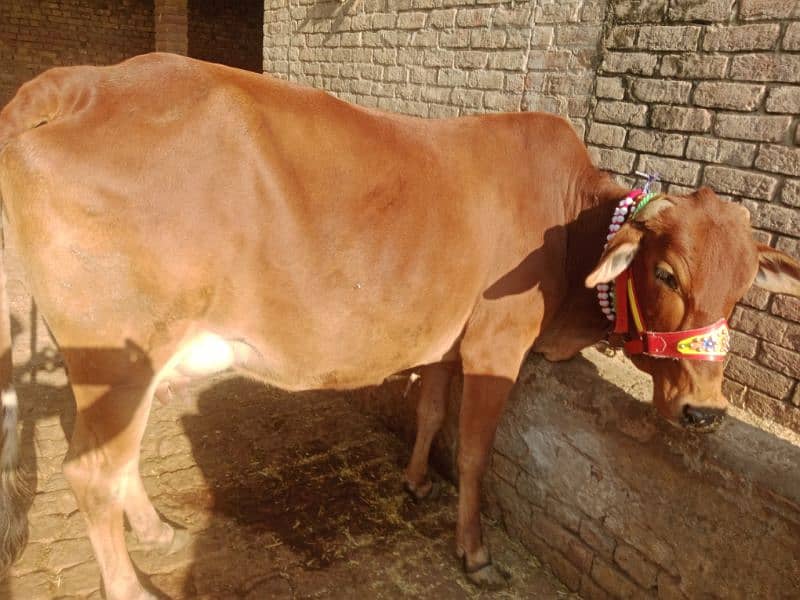 cow pure cholistani 03075393493 7