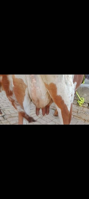 cow pure cholistani 03075393493 10