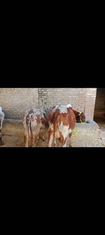 cow pure cholistani 03075393493 11