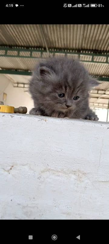 Persian kittens 4