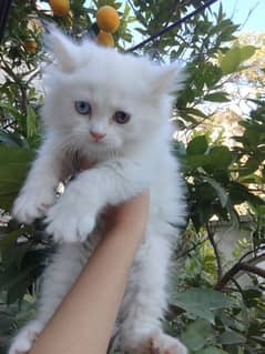 Persian cat