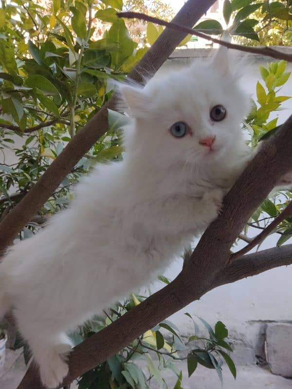 Persian cat 1