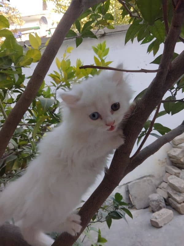 Persian cat 2