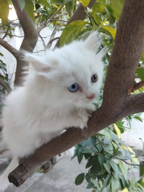 Persian cat 3