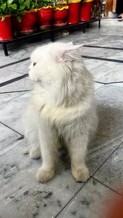 Persian cat male (urgent sale)