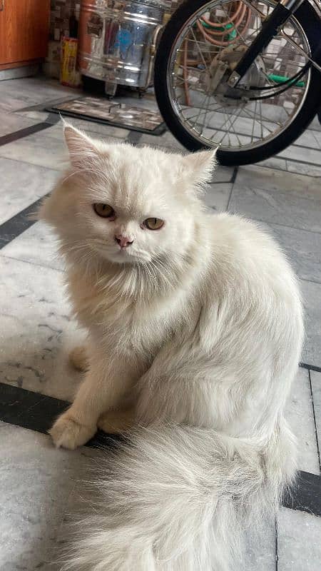 Persian cat male (urgent sale) 1