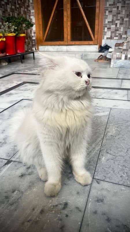 Persian cat male (urgent sale) 2