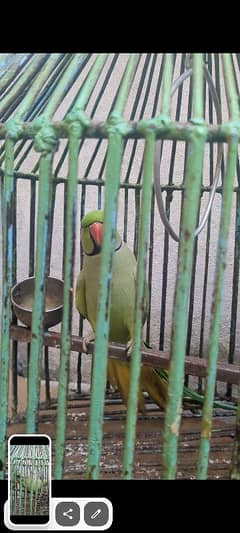 talking parrot hy