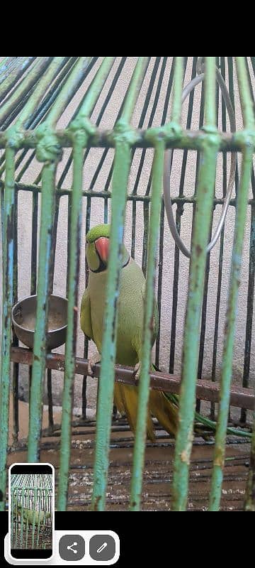 talking parrot hy 0