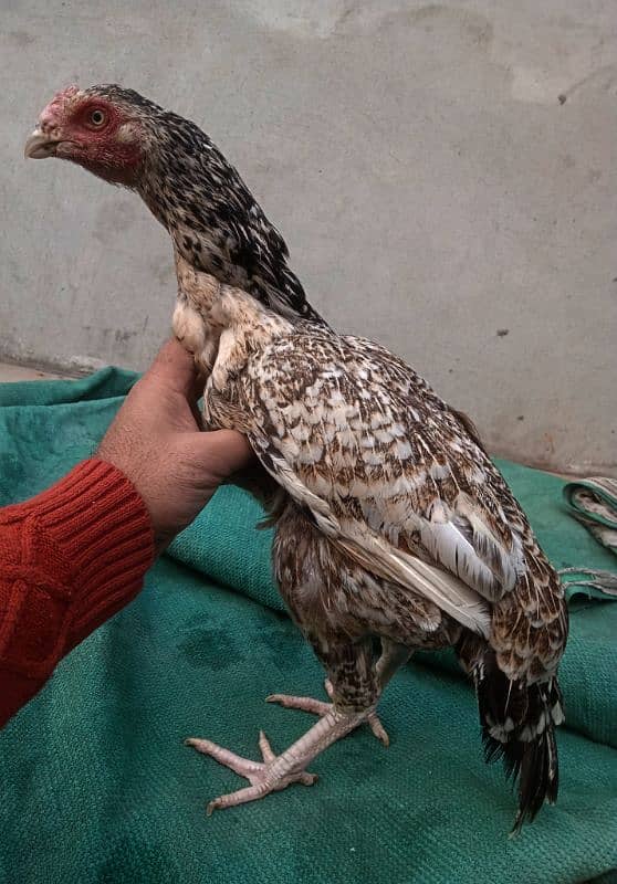 pure kamaliya breed/Pure High Quality / long hight aseel 3