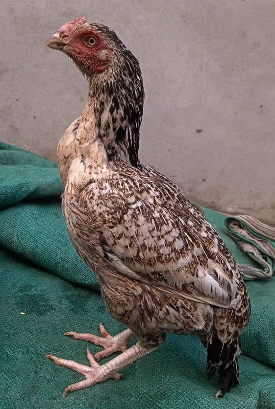 pure kamaliya breed/Pure High Quality / long hight aseel 5