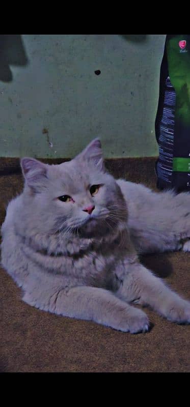 persian male cat for sale 1