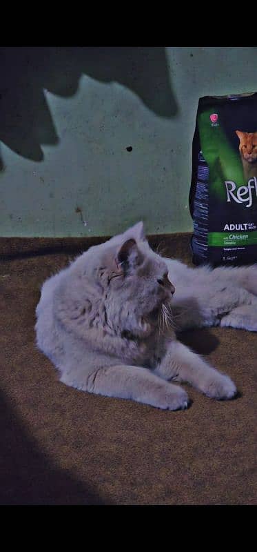 persian male cat for sale 2