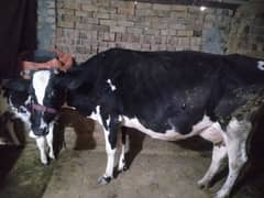 Tazi Soi Cow Friesian for sale Doodh 14 kilo Confirm