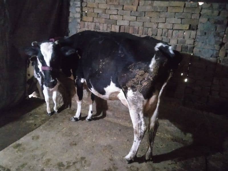 Tazi Soi Cow Friesian for sale Doodh 14 kilo Confirm 1