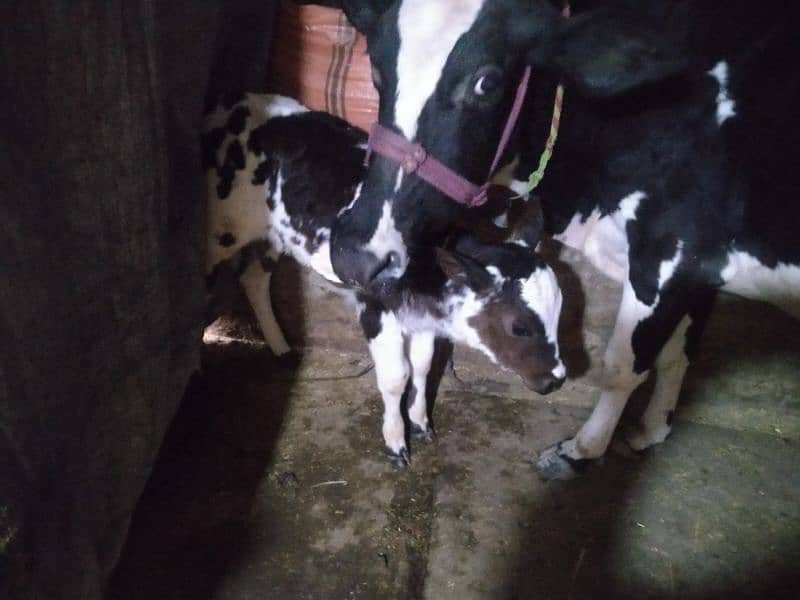 Tazi Soi Cow Friesian for sale Doodh 14 kilo Confirm 2