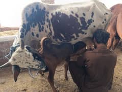 cow for sale 5 to 6 kg milk