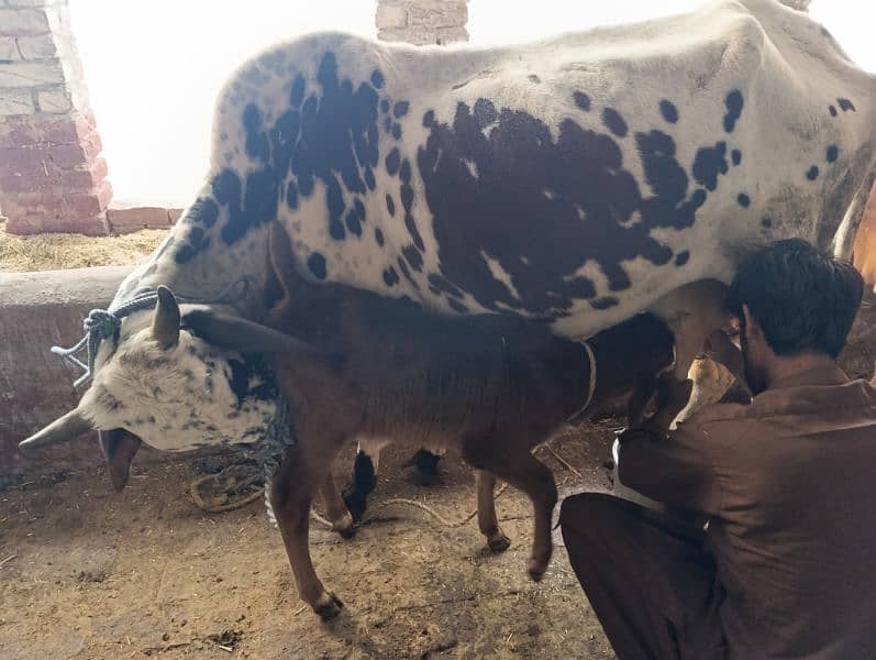 cow for sale 5 to 6 kg milk 1