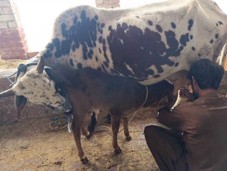 cow for sale 5 to 6 kg milk 2