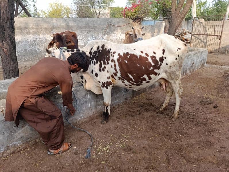 cow for sale 5 to 6 kg milk 3