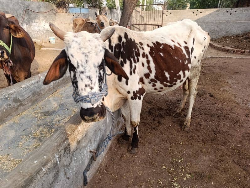 cow for sale 5 to 6 kg milk 4