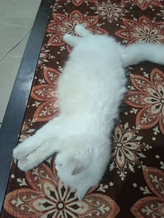 Persian cat for sale