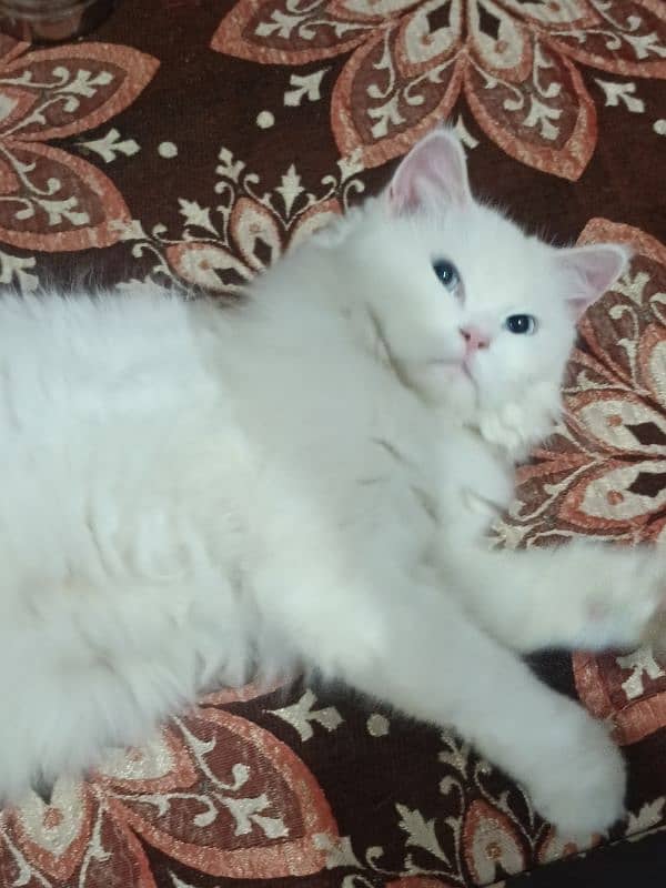 Persian cat for sale 1