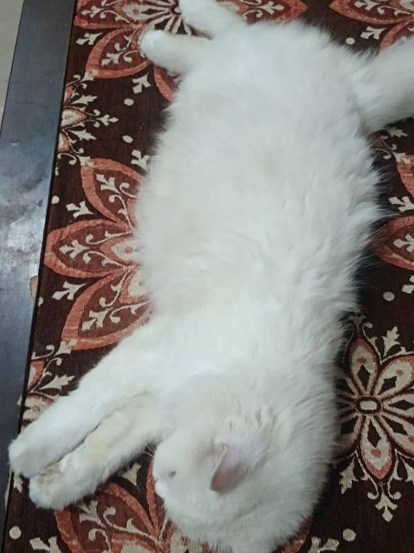 Persian cat for sale 2