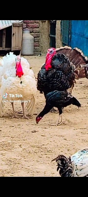 Turkey birds 03189654608 0