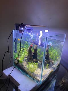 1x1 ft planted aquarium with all acesories and fish