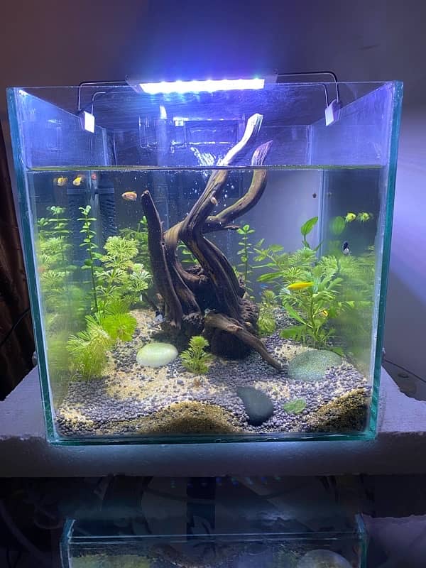 1x1 ft planted aquarium with all acesories and fish 1