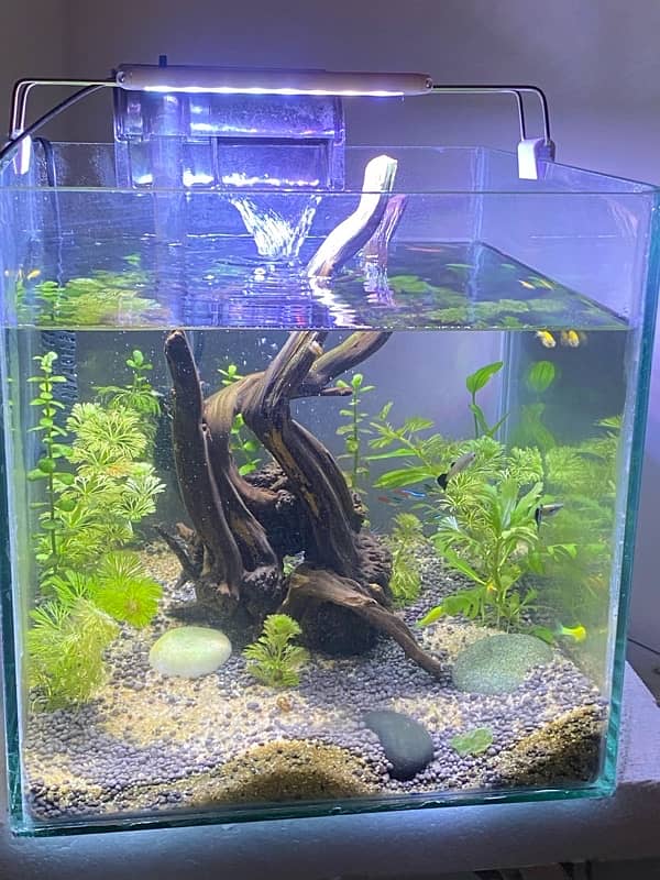 1x1 ft planted aquarium with all acesories and fish 2