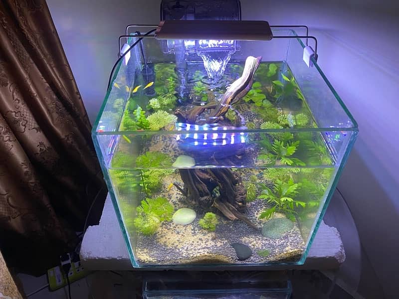 1x1 ft planted aquarium with all acesories and fish 3