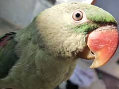 raw parrot