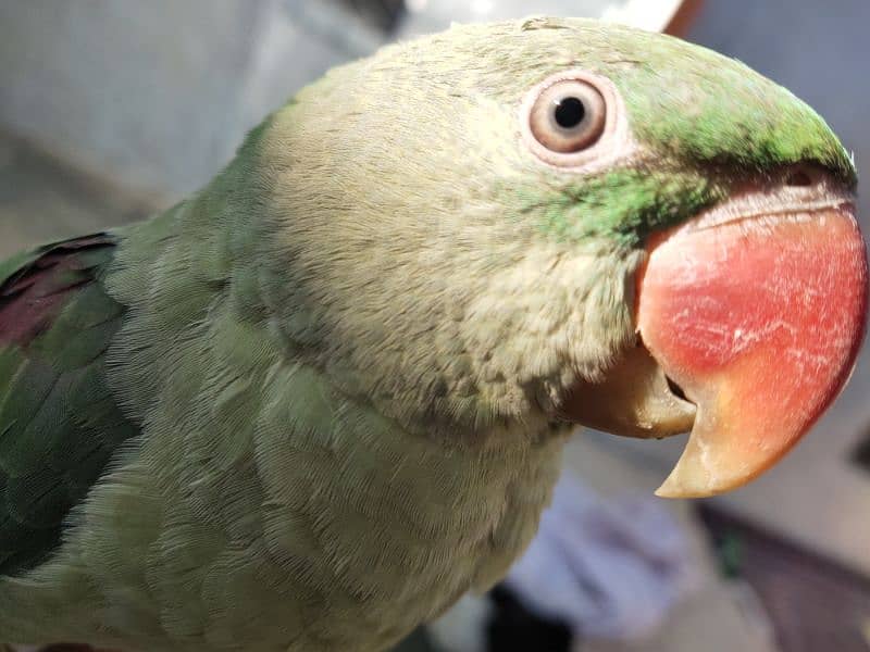 raw parrot 0