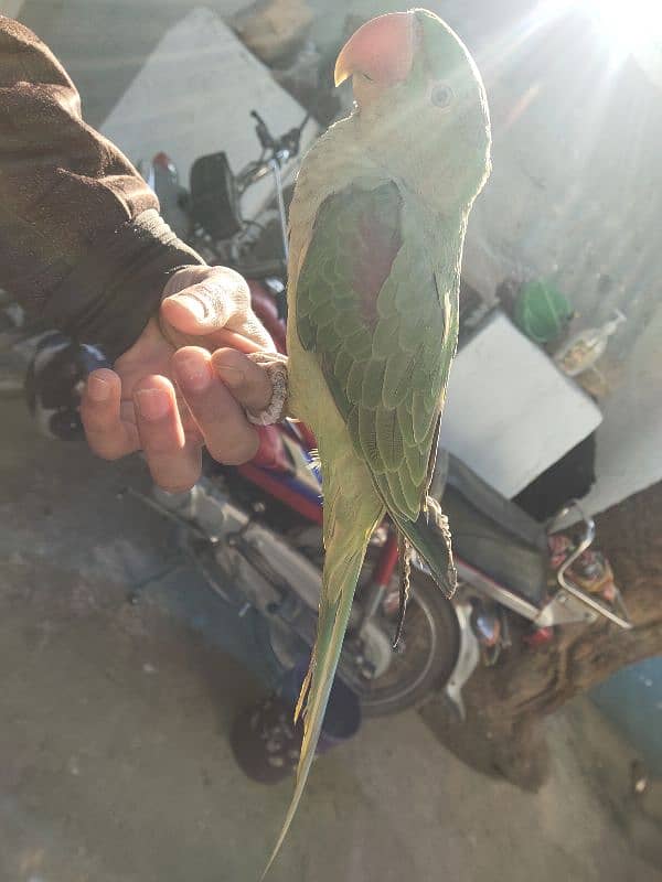 raw parrot 2