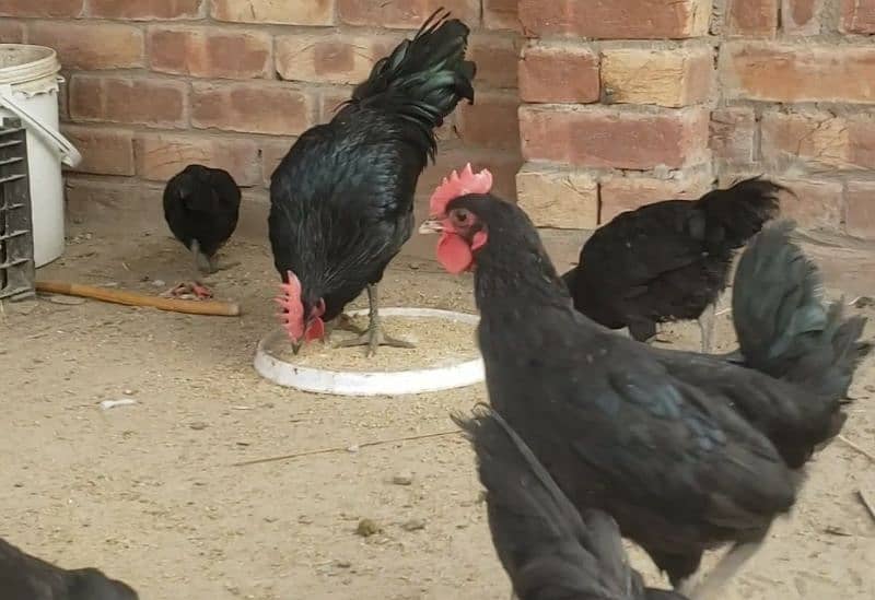 Australorp Hens 3 Months Age 0