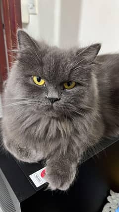 Persian Cat doll face very unique