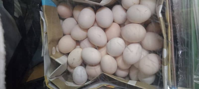 dasi eggs 0