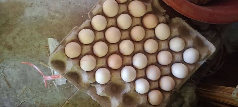 dasi eggs 2