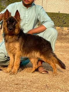 German Shepherd female 3 mahine full long code for sale